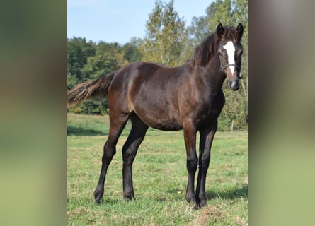 Welsh D (Cob), Mare, 1 year