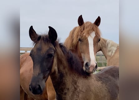 Welsh D (Cob), Mare, 3 years, 14,1 hh, Chestnut-Red