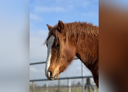 Welsh D (Cob), Mare, 3 years, 14,1 hh, Chestnut-Red