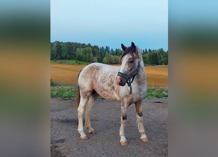 Welsh D (Cob), Mare, 3 years, 14,1 hh, Roan-Red