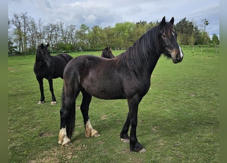 Welsh D (Cob), Mare, 3 years, 14.2 hh