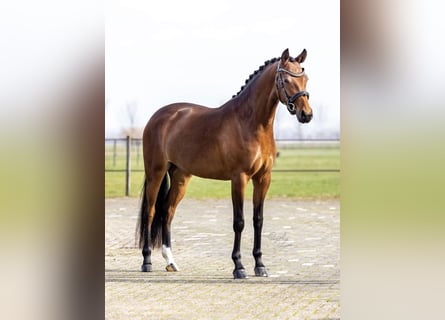 Welsh D (Cob), Mare, 5 years, 14 hh, Brown