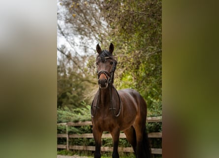 Welsh D (Cob), Mare, 6 years, 14,1 hh, Smoky-Black