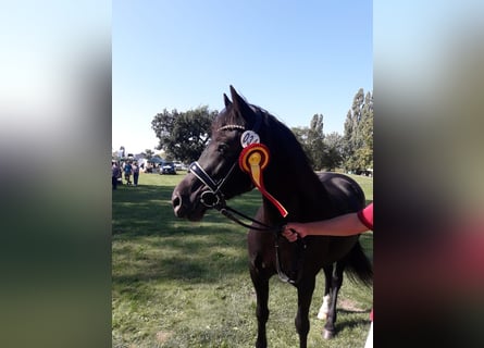 Welsh D (Cob), Mare, 6 years, 14.3 hh, Black