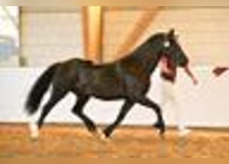 Welsh D (Cob), Mare, 6 years, 14.3 hh, Black