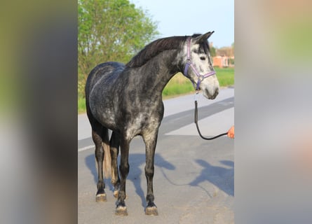 Welsh D (Cob), Mare, 6 years, 14 hh, Gray