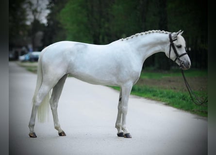 Welsh D (Cob), Mare, 7 years, 13,3 hh, Gray