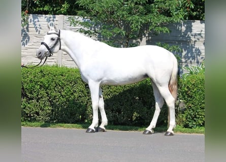 Welsh D (Cob), Mare, 7 years, 14,1 hh, White