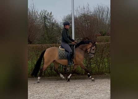 Welsh D (Cob), Mare, 7 years, 14 hh, Dun