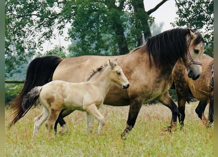 Welsh D (Cob), Mare, 8 years, 15.2 hh, Buckskin