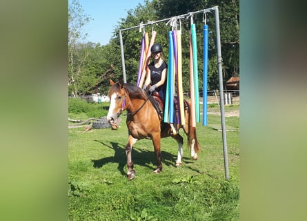 Welsh D (Cob), Mare, 9 years, 14.3 hh, Brown