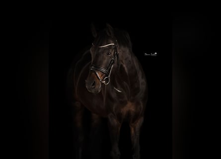 Welsh D (Cob), Stallion, 17 years, 14.1 hh, Bay-Dark