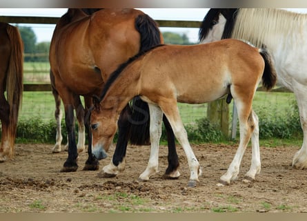 Welsh D (Cob), Stallion, 1 year, 14,2 hh, Brown