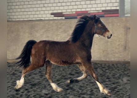 Welsh D (Cob), Stallion, 1 year, 14.2 hh, Brown