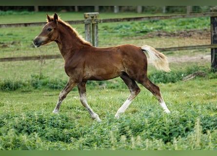 Welsh D (Cob), Stallion, 1 year, 14,2 hh, Chestnut-Red