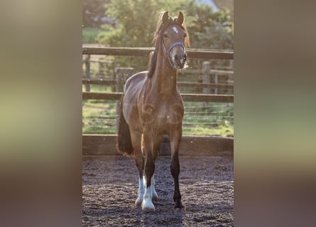 Welsh D (Cob), Stallion, 2 years, 14,2 hh, Brown