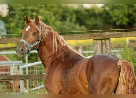 Welsh D (Cob), Stallion, 4 years, 14,2 hh, Chestnut-Red