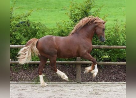 Welsh D (Cob), Stallion, 22 years, 14.2 hh, Chestnut-Red