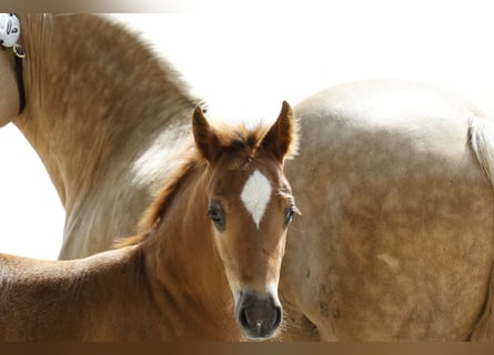 Welsh D (Cob), Stallion, Foal (05/2024), 14.2 hh, Chestnut