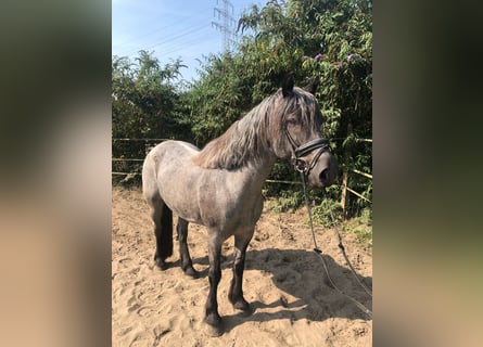 Welsh D (Cob) Blandning, Sto, 10 år, 152 cm, Konstantskimmel