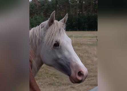 Welsh D (Cob), Sto, 1 år, 150 cm, Palomino