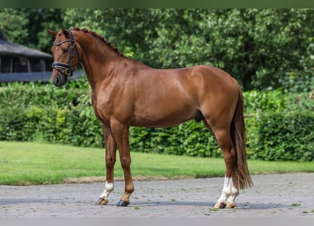 Welsh D (Cob), Valack, 3 år, 146 cm, fux