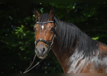 Welsh D (Cob), Valack, 5 år, 147 cm, Brun