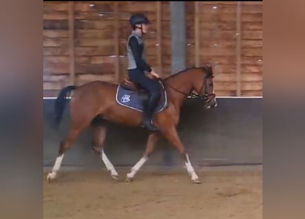 Welsh-D, Castrone, 5 Anni, 145 cm, Baio