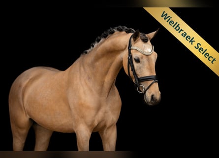 Welsh-D, Castrone, 5 Anni, 145 cm, Pelle di daino