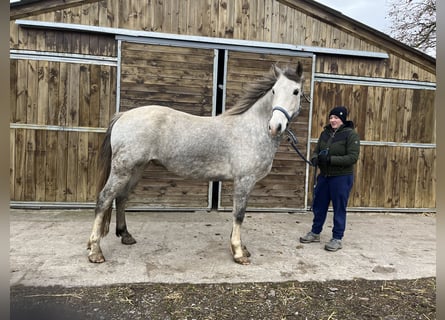 Welsh-D, Castrone, 5 Anni, 155 cm, Grigio