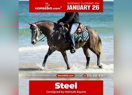 Welsh-D Mix, Castrone, 6 Anni, 137 cm, Grigio