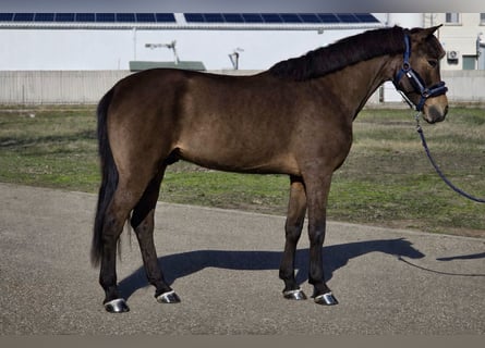 Welsh D (Cob), Gelding, 10 years, 14,1 hh, Bay-Dark
