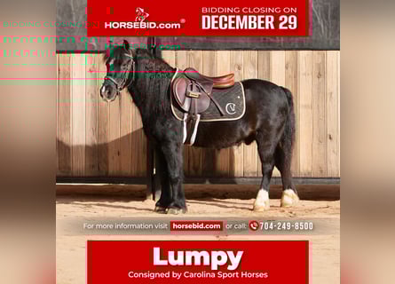 Welsh D (Cob) Mix, Gelding, 13 years, 11,2 hh, Black