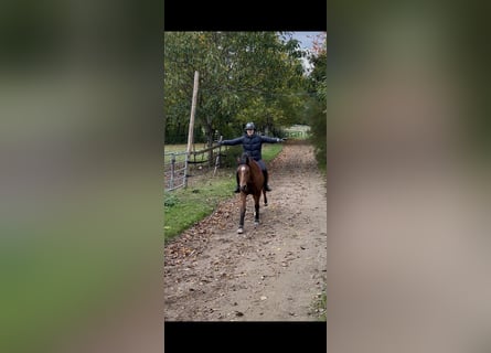 Welsh D (Cob), Gelding, 15 years, 14.2 hh, Bay-Dark