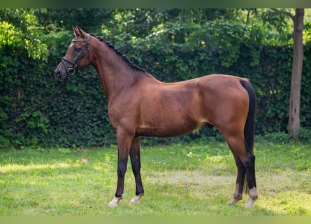 Welsh D (Cob), Gelding, 15 years, 15,1 hh, Bay