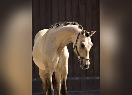 Welsh D (Cob), Gelding, 1 year, 13.2 hh, Buckskin