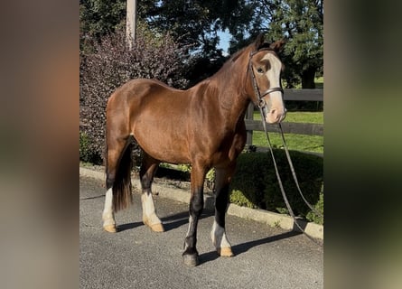 Welsh D (Cob), Gelding, 3 years, 14.2 hh, Bay