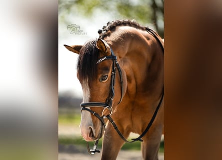 Welsh D (Cob), Gelding, 4 years, 14,1 hh, Brown