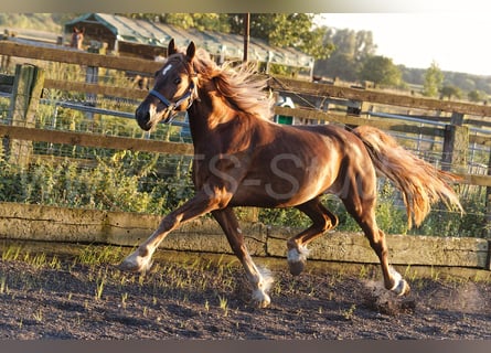 Welsh D (Cob), Gelding, 4 years, 14,2 hh, Chestnut-Red