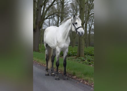 Welsh D (Cob), Gelding, 6 years, 14,1 hh, Grey