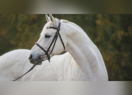 Welsh D (Cob), Gelding, 7 years, 14.2 hh, Grey
