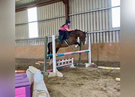 Welsh D (Cob), Gelding, 9 years, 13,2 hh, Bay