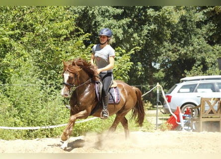 Welsh D (Cob), Mare, 11 years, 14.1 hh, Chestnut