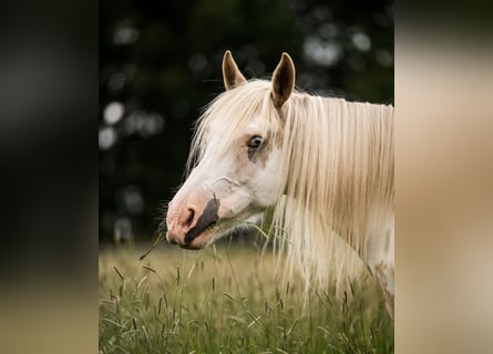 Welsh D (Cob) Mix, Mare, 11 years, 15 hh, Overo-all-colors