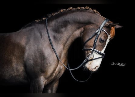 Welsh D (Cob), Mare, 13 years, 14,2 hh, Chestnut-Red