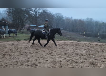 Welsh D (Cob), Mare, 16 years, 14,3 hh, Black