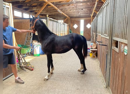 Welsh D (Cob), Mare, 1 year, 14,2 hh, Black