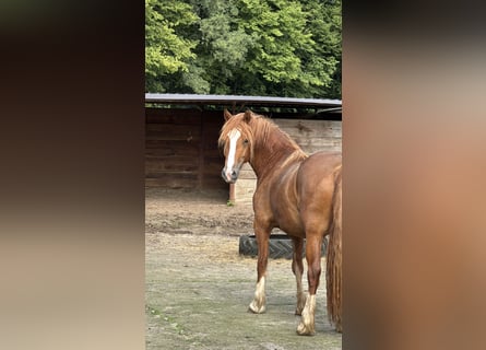 Welsh D (Cob), Mare, 3 years, 14,1 hh, Chestnut-Red
