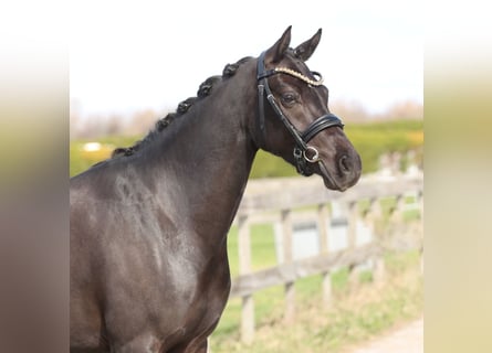 Welsh D (Cob), Mare, 4 years, 14.1 hh, Black
