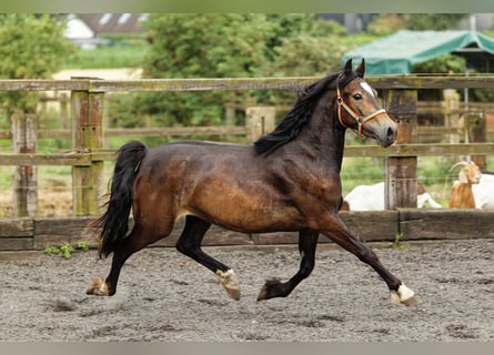Welsh D (Cob), Mare, 4 years, 14.2 hh, Brown